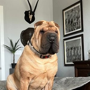 Meet your Posher, Kent